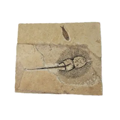 Fossil Stingray with fish, Wyoming