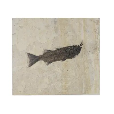 Notogoneus fish fossil, Wyoming