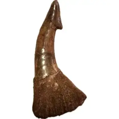 Sawfish Barb, Onchopristis, Thick