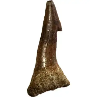 Sawfish Barb, Onchopristis, Rostrum