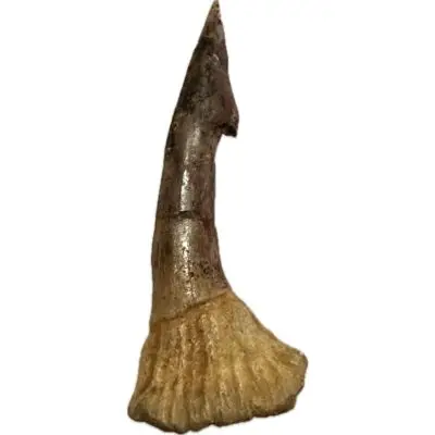 Sawfish Barb, Onchopristis, Kem Kem
