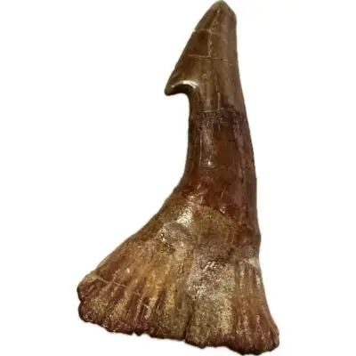 Sawfish Barb, Onchopristis, Kem Kem
