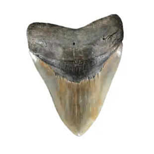 Megalodon Teeth