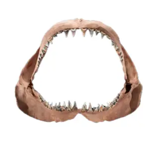 Shark Teeth