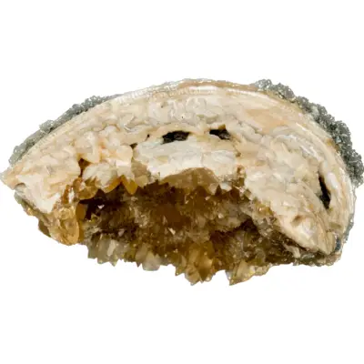 Fossil Clam, Florida, Mercenaria Permagna