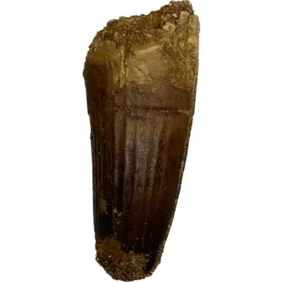 Spinosaurus dinosaur Tooth, 1 3/4″