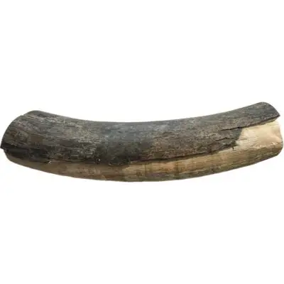Mammoth Astragalus bone, Florida