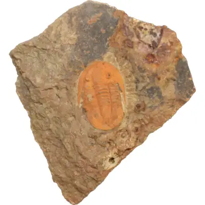 Trilobite, Cambrian, Morocco