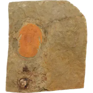 Trilobite, Cambrian, Morocco