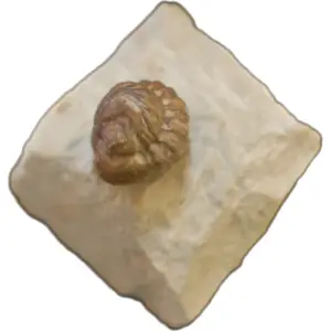 Trilobite, Paciphacops Campbelli