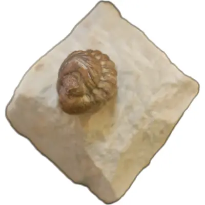 Trilobite, Paciphacops Campbelli