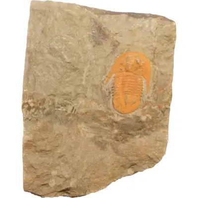 Trilobite, Cambrian, Morocco