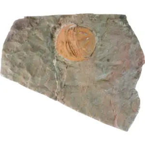 Trilobite, Cambrian, Morocco