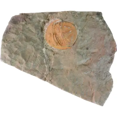 Trilobite, Cambrian, Morocco