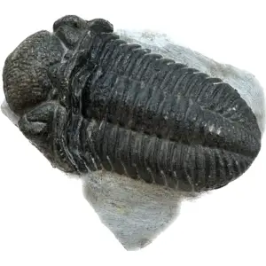Trilobite, Drotops, Morocco