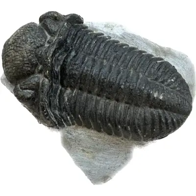Trilobite, Cambrian, Morocco