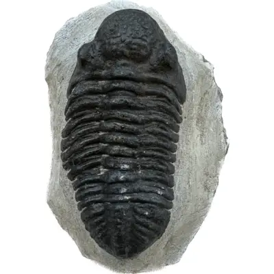 Trilobite, Drotops, Morocco