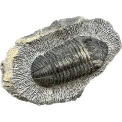 Trilobite, Drotops, Morocco