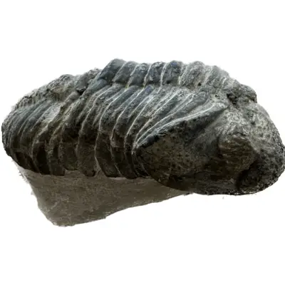 Trilobite, Paciphacops Campbelli