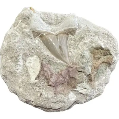 Velociraptor foot Replica, custom base