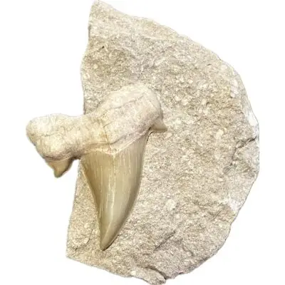 Otodus shark tooth in Natural Matrix