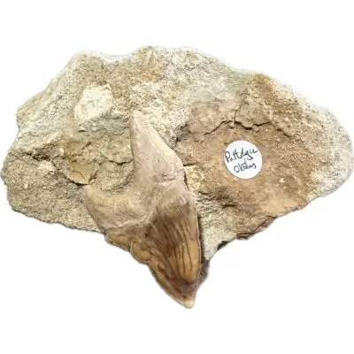 Otodus shark tooth in Natural Matrix