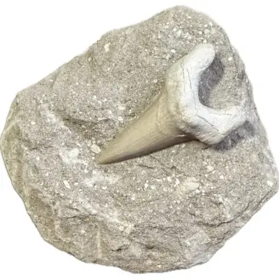 Otodus tooth, Pathological deformity