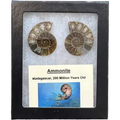 Mortar and Pestel, Fossil ammonite