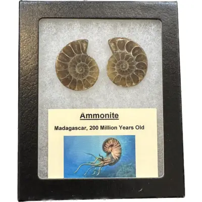 Ammonite pair in 3d floating frame