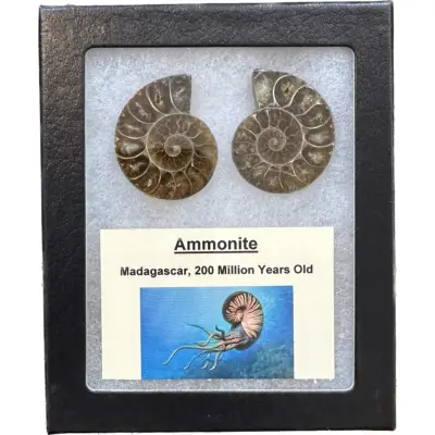 Ammonite, Riker box, Cleoniceras Pair
