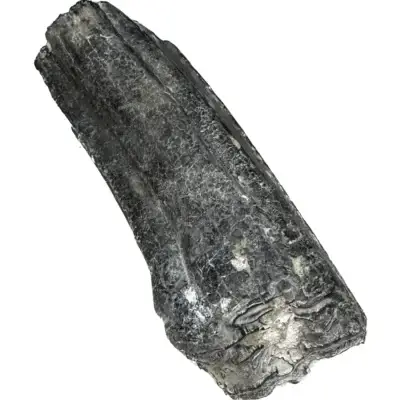 Fossil Horse Tooth – Florida, Ice Age