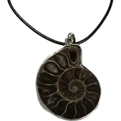 Ammonite, Madagascar, 5.25×5.25″