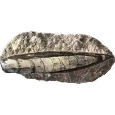 Orthoceras fossil single,  Morocco