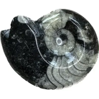Ammonite fossil, Goniatite species