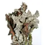 Native Silver Crystals thumbnail, Peru