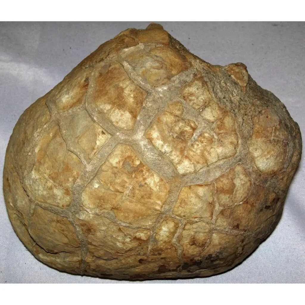 Septarian Stand up –  Utah