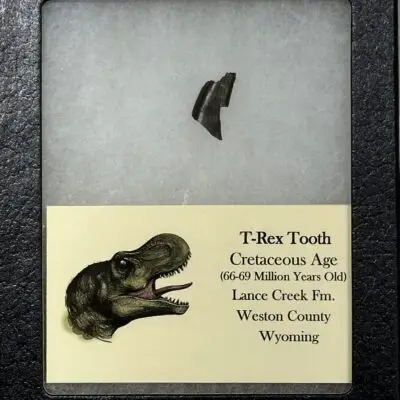 Tyrannosaurus Rex tooth, Montana