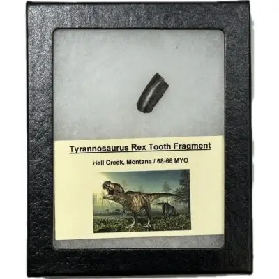 Tyrannosaurus Rex tooth-serrated