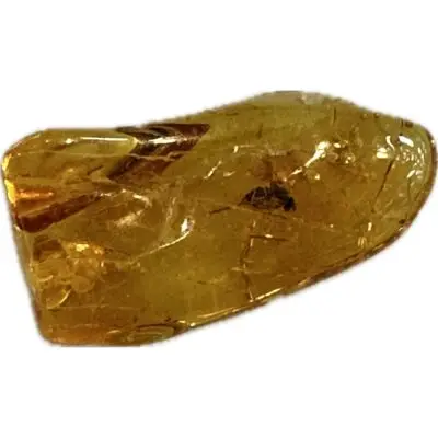 Amber with Bugs, Lithuania