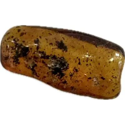 Amber with Bugs, Lithuania