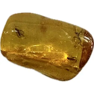 Amber with Bugs, Lithuania