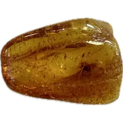 Amber with Bugs, Lithuania
