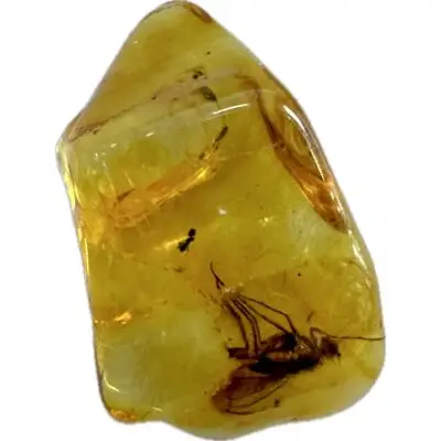 Amber with Bugs, Lithuania