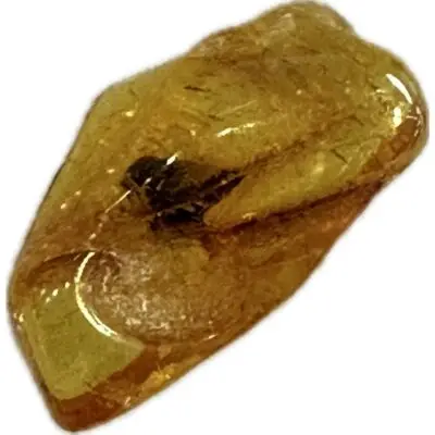 Amber with Bugs, Lithuania