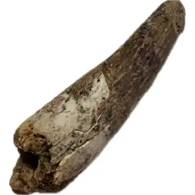 Spinosaurus dinosaur Tooth, 1 3/4″
