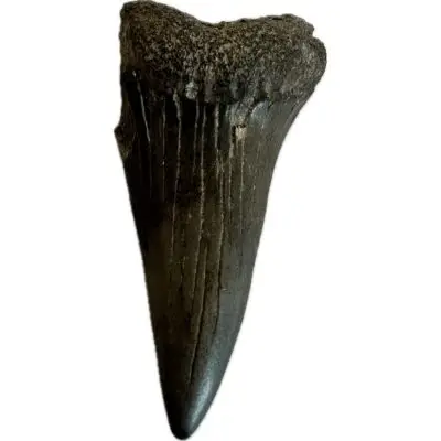 Mako Shark Tooth, South Georgia