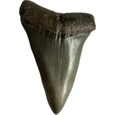 Mako Shark Tooth, South Carolina