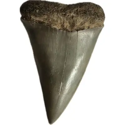 Mako Shark Tooth, South Georgia