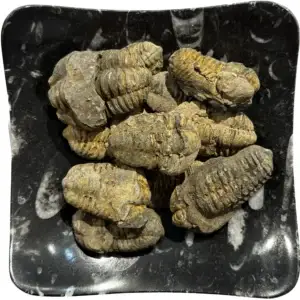 Flexycalymene Trilobite, 2 inch plus