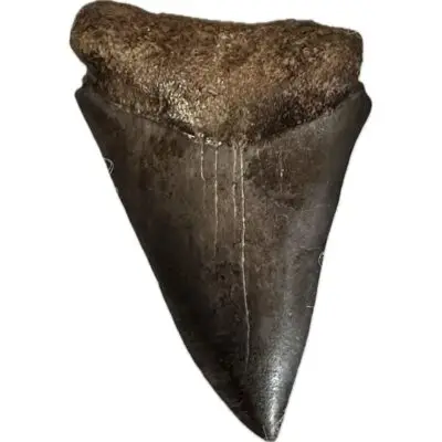 Mako Shark Tooth, 2 3/8 inches